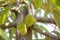 close-up Young durian on early in the summer is growing in Thai farms. There are long stems on the branches of the durian tree