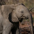 Flapping ears in veld