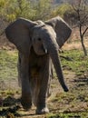 Flapping ears and trunk approaching