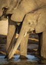 Vertical close-up on young elephant`s face drinking water in afternoon sun in Chobe River Botswana Royalty Free Stock Photo