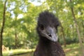 Close up Young Emu with Forest Background Royalty Free Stock Photo