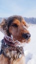 English cocker spaniel in snow Royalty Free Stock Photo