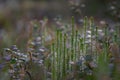 Interrupted club-moss (stiff clubmoss, Spinulum annotinum, Lycopodium annotinum) in the forest lit by sunlight