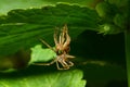 Close-up of a young faded spider-wolf Arachnida sitting under a