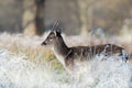 Close up of a young Fallow deer in winter Royalty Free Stock Photo