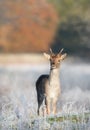 Close up of a young Fallow deer in winter Royalty Free Stock Photo
