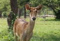 Close up of a young female Cheetal also known as spotted or axis deer