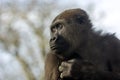 close up of a young female gorilla on blurred background Royalty Free Stock Photo