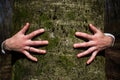 Close up of young female hands hugging a huge tree Royalty Free Stock Photo