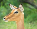 Portrait of a young impala in the Kruger National Park in South Africa Royalty Free Stock Photo