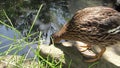 Female mallard duck Anas platyrhynchos on pond bank. Sunflare.