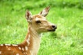 Female sika deer Royalty Free Stock Photo