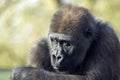 close up of a young female Western Lowland gorilla Royalty Free Stock Photo