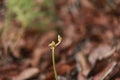 Close up of a young fern with blurry background Royalty Free Stock Photo