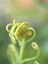 Close up of a young fern leaf in garden with green blurred background ,nature leaves of plants ,macro image ,soft focus Royalty Free Stock Photo