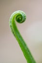 Close-up of a young fern with spirally curved leaves