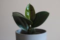 Close up of young Ficus Elastica Rubber tree in grey pot. Modern houseplant