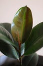 Close up of young Ficus Elastica Rubber tree in grey pot. Modern houseplant