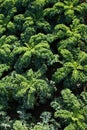 Close up of young field of green kale