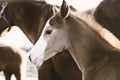 Rustic foal horse lifestyle portrait