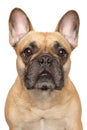 Close-up of a young French Bulldog