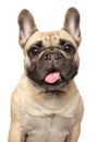 Close-up of a young French Bulldog