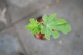 Close-up young fresh fig leaves,new born of the fig tree in a pot. Selective focus Royalty Free Stock Photo