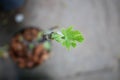 Close-up young fresh fig leaves,new born of the fig tree in a pot. Selective focus Royalty Free Stock Photo