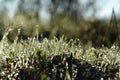 A close up of fresh green spring grass with dew drops. Grass blades with shining dew drops at sunrise Royalty Free Stock Photo