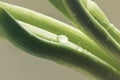 close-up of young freshly grown onion shoots with a drop of moisture on them on a spring day