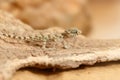 Close-up of a young gecko hunts in the desert.