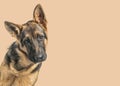 Close-up of a Young German Shepherd dog in front of an orange background Royalty Free Stock Photo