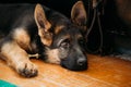 Close Up Young German shepherd Puppy Dog Royalty Free Stock Photo