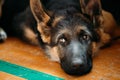 Close Up Young German shepherd Puppy Dog Royalty Free Stock Photo