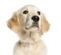 Close-up of a Young Golden Retriever, 5 months old Royalty Free Stock Photo