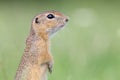 Gopher standing on the grass in a mountains pasture with fresh green grass.