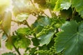 Close up of young grapevine. wine industry