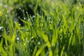 Close-up of young grass with dew on the tips of the stems Royalty Free Stock Photo