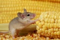 Close-up young gray mouse stands on its hind legs near the corn cob in the warehouse.