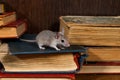 Close-up the young gray mouse stands on pile of old books in the library.