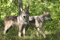 Close up young gray wolves, timber wolves