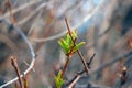 Close-up on a young green branch of an apple tree or bush that blooms in the spring in a garden or park Royalty Free Stock Photo