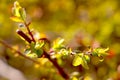 Close-up on a young green branch of an apple tree or bush that blooms in the spring in a garden or park Royalty Free Stock Photo