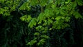 Close-up of young green chestnut leaves against background of dark ivy. Light wind shakes the branches of tree, foto in dark key. Royalty Free Stock Photo