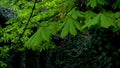 Close-up of young green chestnut leaves against background of dark ivy. Light wind shakes the branches of tree, foto in dark key. Royalty Free Stock Photo