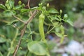 Close-up of a Young Green Chili Plant Royalty Free Stock Photo