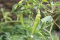 Close-up of a Young Green Chili Plant Royalty Free Stock Photo
