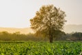 Young green corn field in agricultural garden and light shines sunset Royalty Free Stock Photo