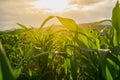 Young green corn field in agricultural garden and light shines sunset Royalty Free Stock Photo