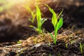 close up young green corn seedling grows with sunshine in culti Royalty Free Stock Photo